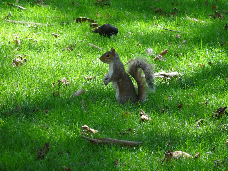 Un ecureuil dans Madison Square Park