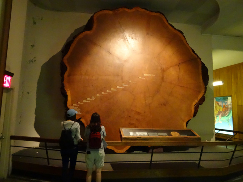Le tronc d'un Séquoia vieux de 2000 ans