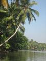 Beautiful Backwater of Kerala 