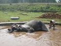 Lucky Elephants getting washed.
