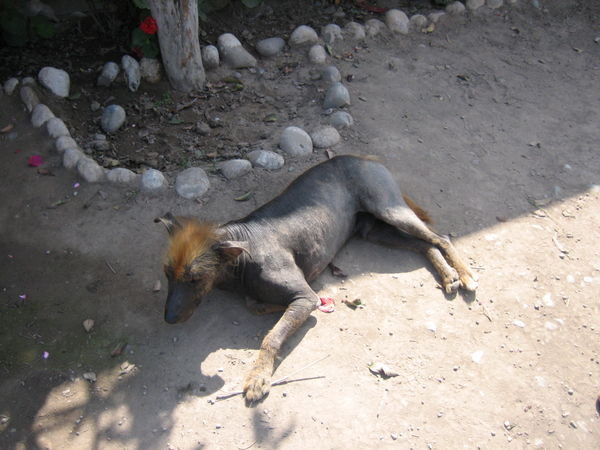 Peruvian Dog