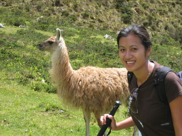 Getting up close and personally with the wild llamas
