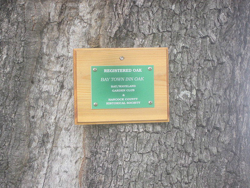A registered oak