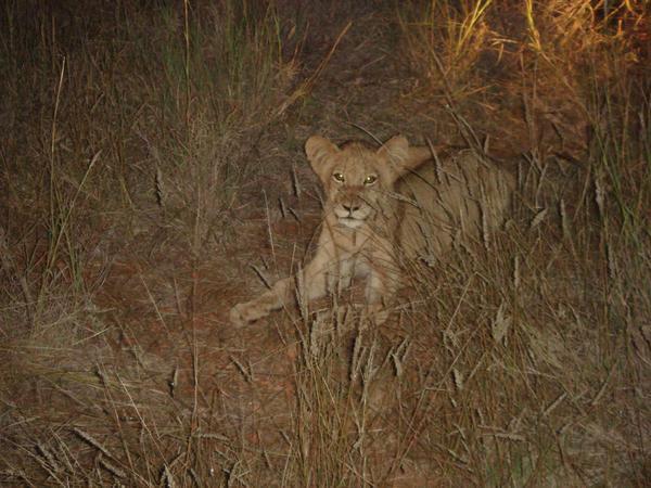 Lion cub at night