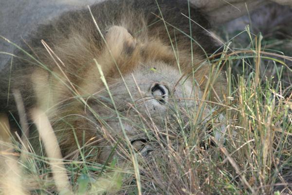 Lazy lion after eating Water Buck