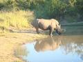Rhino and his reflection