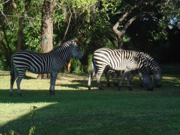 Zebra's on the Grounds