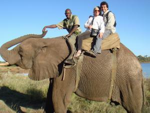 On an Elephant Safari