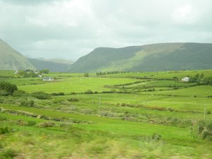 Countryside sheep grazing near Tralee