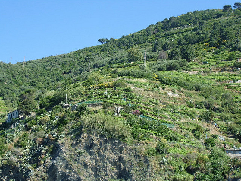 Terraced Vineyards