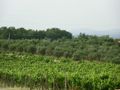 Grape Vines and Olive Trees