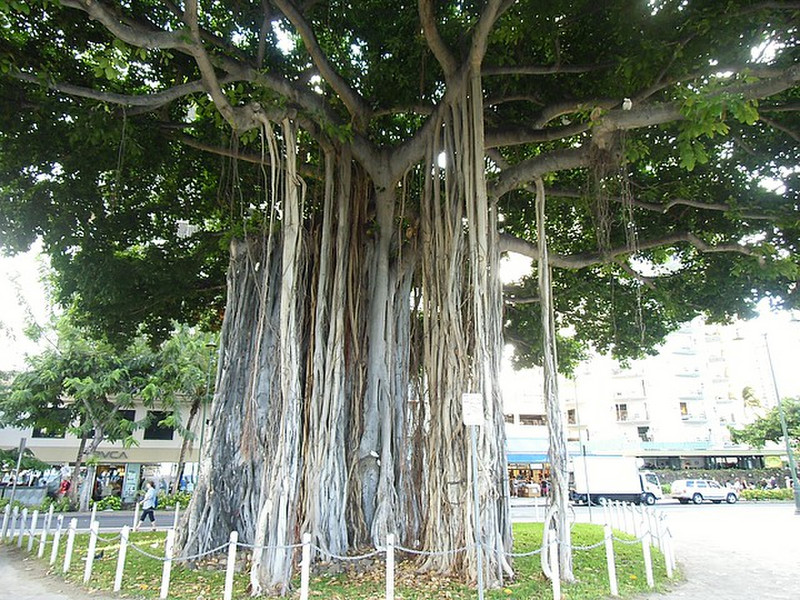 Interesting Banyon Tree with it&#39;s root system