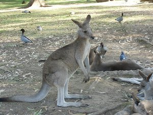 Kangaroo in Lone Pine Sanctuary