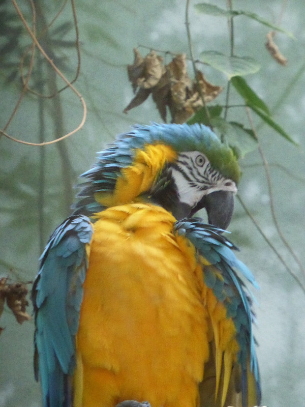 Parrots were colourful