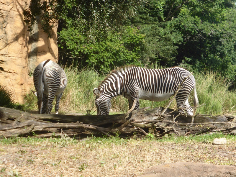 Zebras on the Kilimanjaro Safari