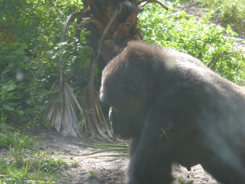Gorillas were very playful