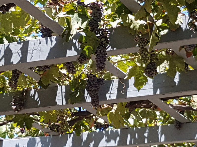 Patio with grape vines