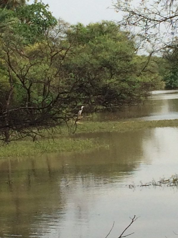 Stork in the Bird Sanctuary