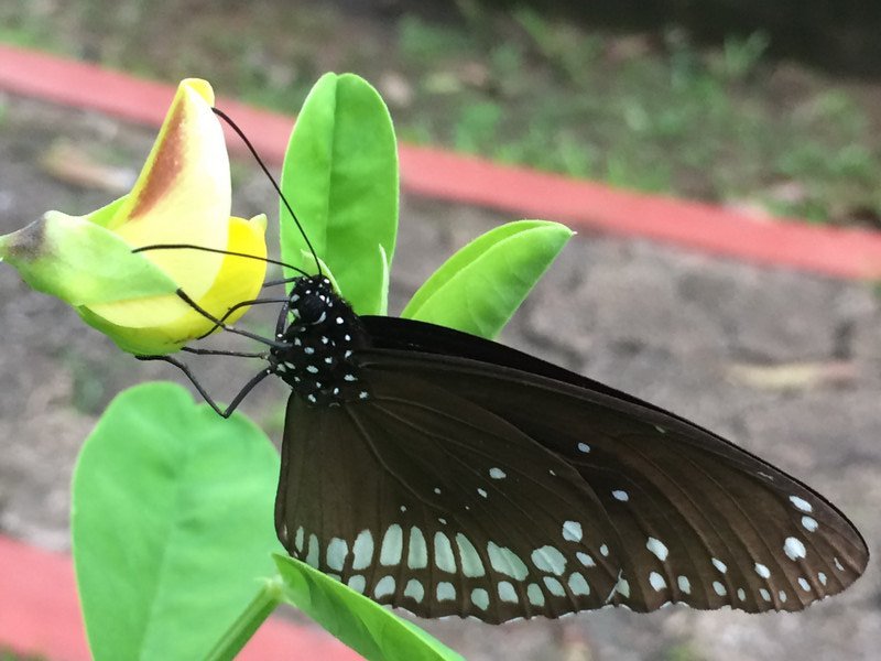 One of the many species seen in the Butterfly garden