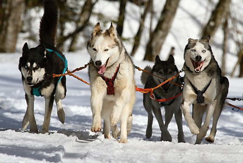 Huskies husky dogs race