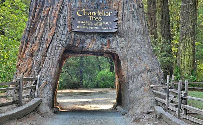 Redwood National park
