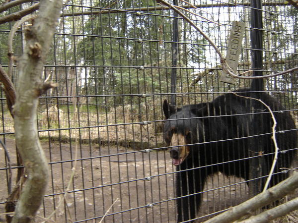 Zoo Black Bear