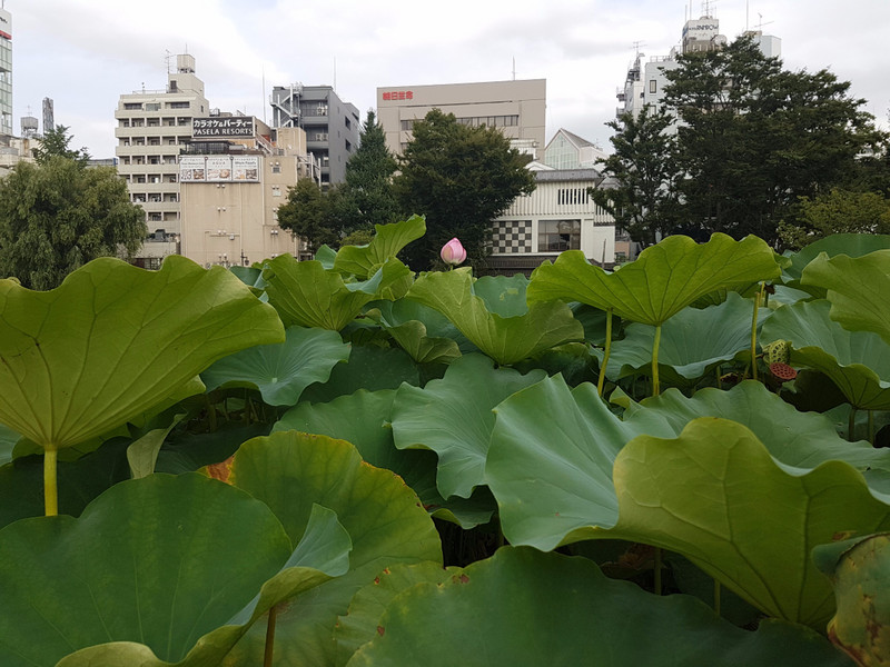 Shinobazu Pond, Ueno Park