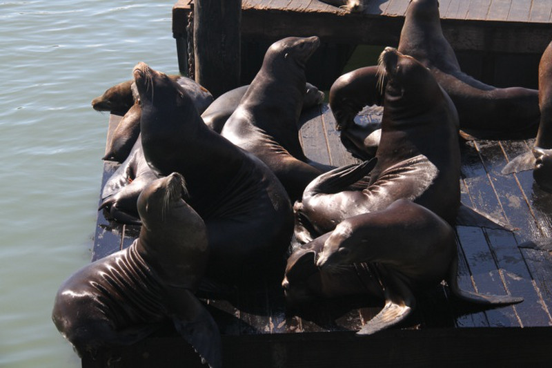 Sealions at Pier 39