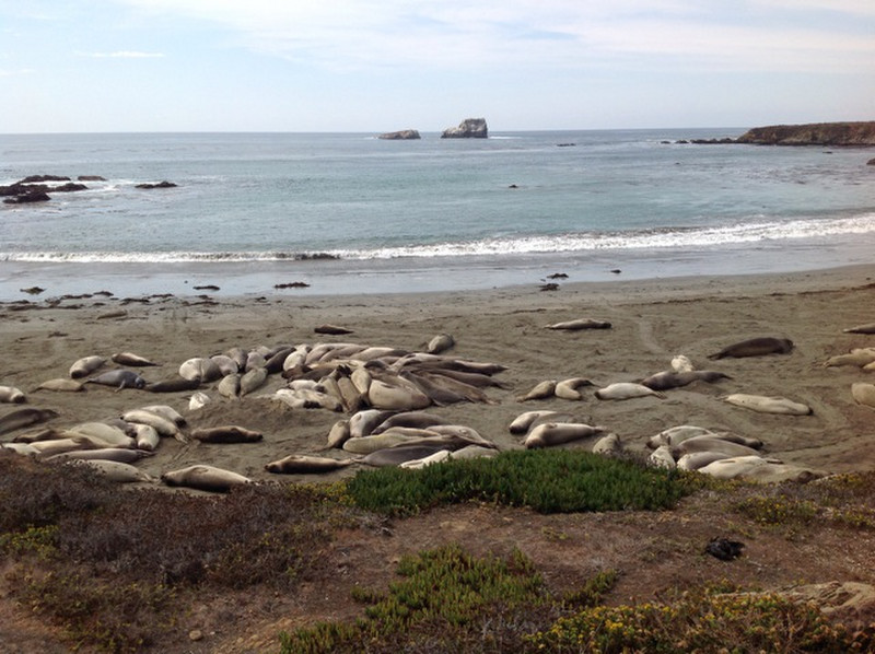 At the Elephant Seals
