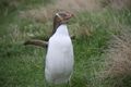 Geelogige Pinguin