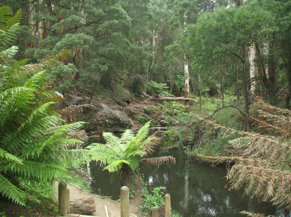 An Aussie forest