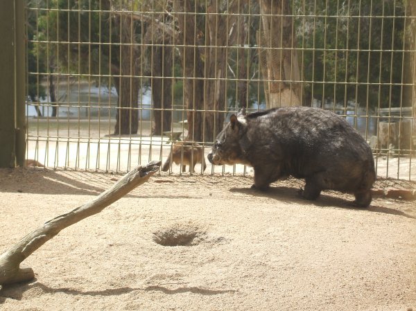 It's a wombat!