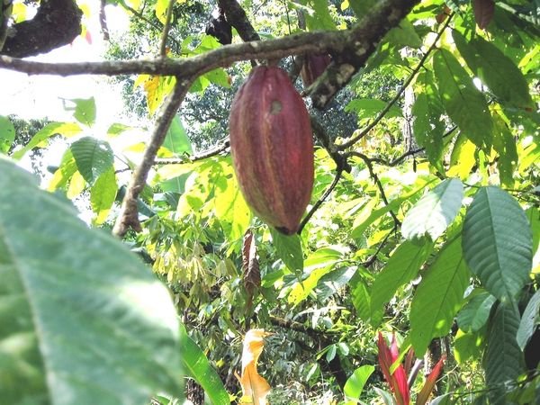 Cocoa Fruit on the tree
