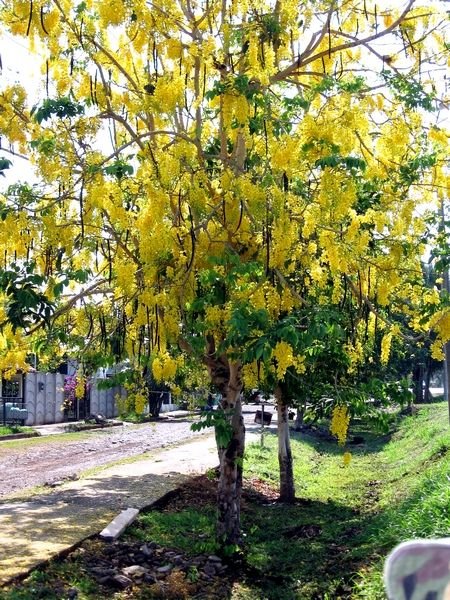 Stinky Toe Tree | Photo