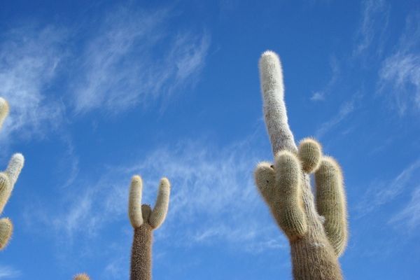 Cactus sur fond azur