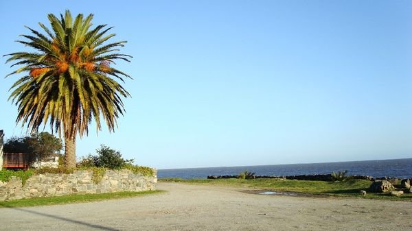Palmier coloré devant El Rio de la Plata