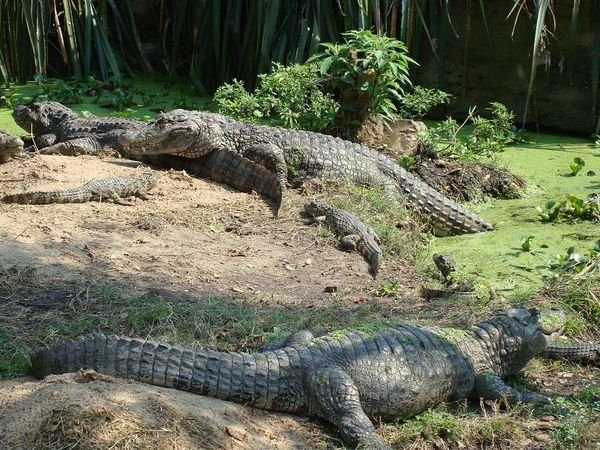 Crocodiles en sieste!