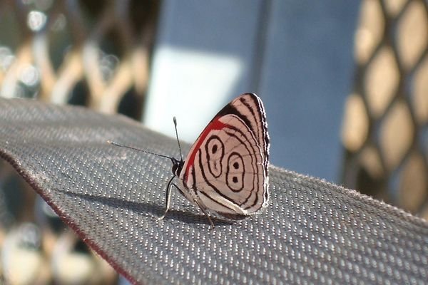 Papillon!