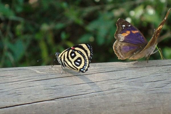 Papillons!