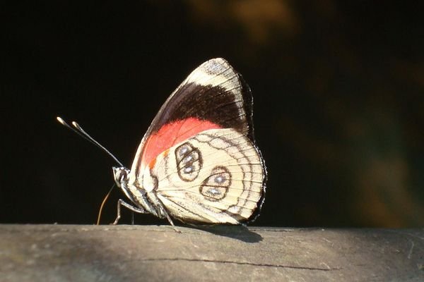 Papillon!