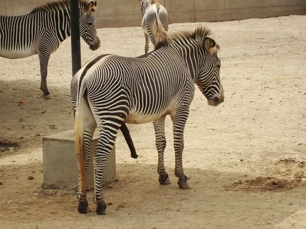 Zoo de Lima (Parque de las Leyendas)