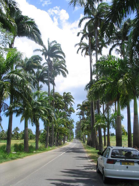 Rue bordée de palmiers