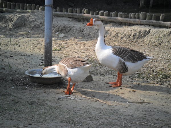 A small duck farm at the resort