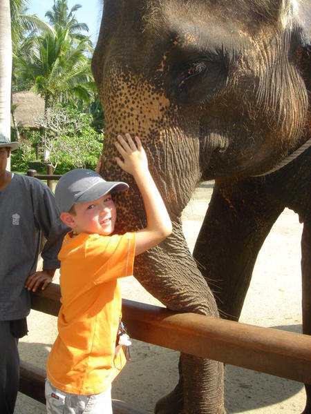 i love elephants!!