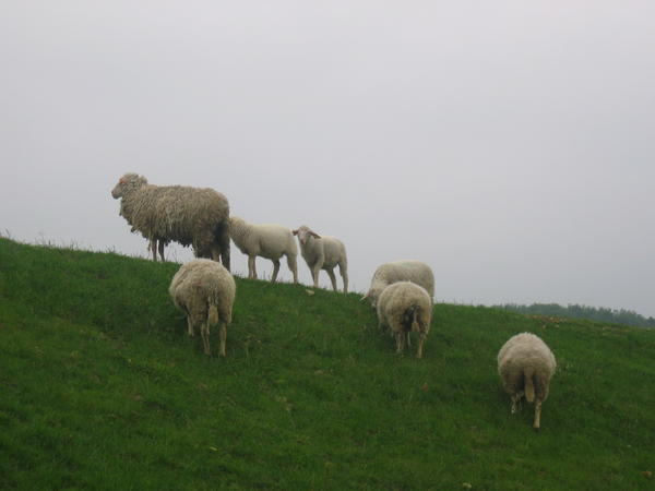 Sheep on the ridge