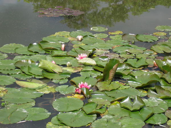 Those famous waterlilies
