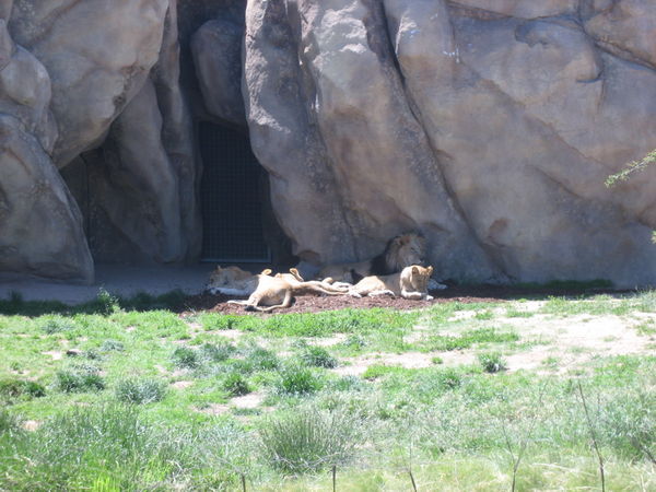 Lions...