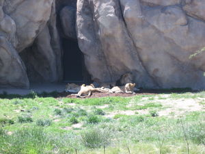 Lions...
