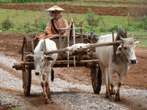 Ox Carts are very common in Myanmar