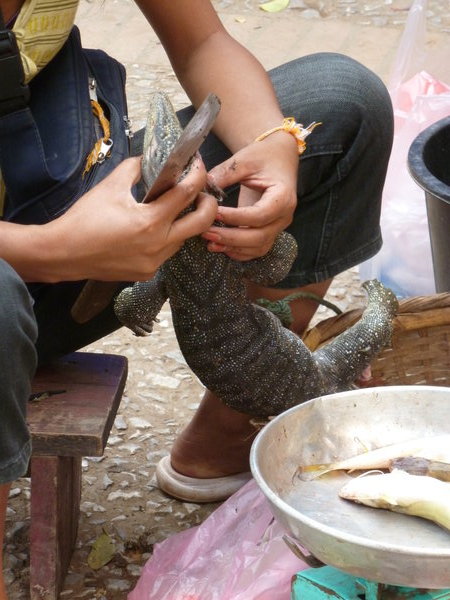 Fancy an iguana for lunch?!